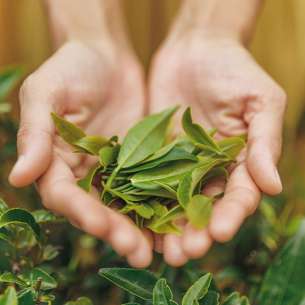 Grüner Tee – das Elixier der Gesundheit in der Tasse