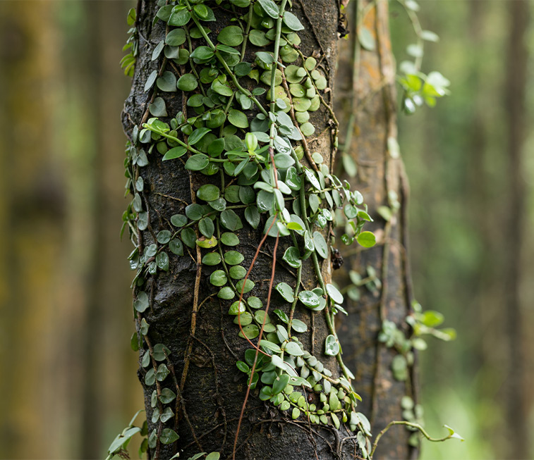 Palo Santo - wie kann der "heilige Baum" helfen?