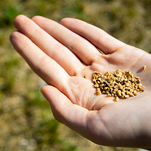 Kann man Mate Tee in einem Topf anbauen? Einige interessante Fakten über die Früchte, die Samen und den Anbau der Stechpalme